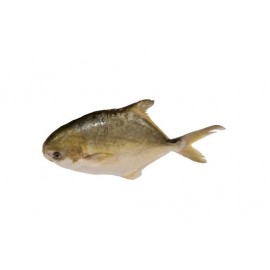 Golden Pomfret 700-800g